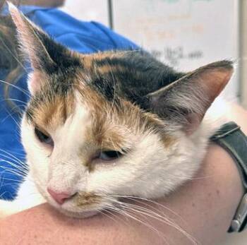 Cali Cat (Bonded to Pepper Marie) -  Domestic Short Hair Cat for Adoption in Fishers, Indiana - Cali Cat (Bonded To Pepper Marie) | PetCurious