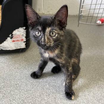 Personality Hire -  Domestic Short Hair Cat for Adoption in Carencro, Louisiana - Personality Hire | PetCurious