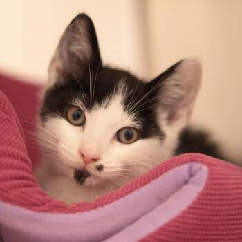 Pixel -  Domestic Short Hair Cat for Adoption in Philadelphia, Pennsylvania - Pixel | PetCurious