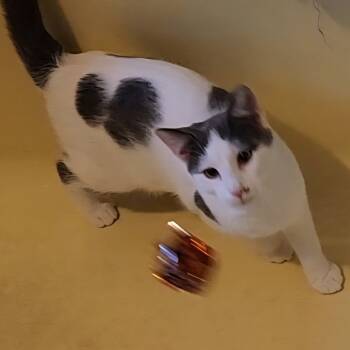 Rescue Domestic Short Hair Cats for Adoption in Johnstown, Pennsylvania - Jodi | PetCurious