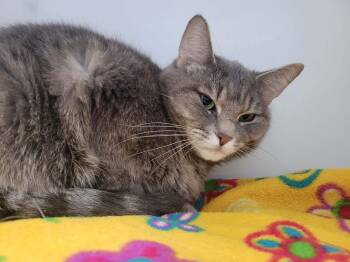 Domestic Short Hair Cats Available for Adoption in Delson, Quebec - Roxy | PetCurious