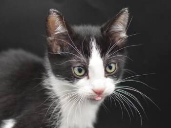 Salmon -  Domestic Short Hair Cat for Adoption in Portland, Oregon - Salmon | PetCurious