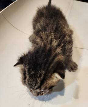 Logan 5.23.26 (prespay) -  Domestic Short Hair Cat for Adoption in Apopka, Florida - Logan 5.23.26 (prespay) | PetCurious