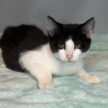 Figaro -  Domestic Medium Hair Cat for Adoption in San Antonio, Texas - Figaro | PetCurious