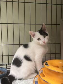Peter -  Domestic Short Hair Cat for Adoption in Cape May, New Jersey - Peter | PetCurious