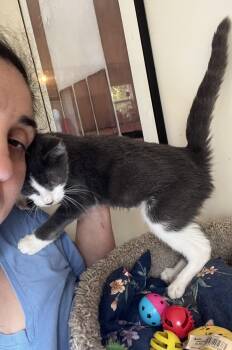 Rescue Domestic Short Hair Cats for Adoption in Norwalk, Connecticut - Kadance | PetCurious