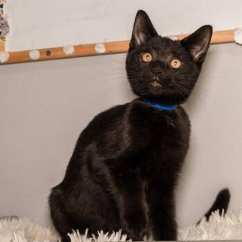 Pepper -  Domestic Short Hair Cat for Adoption in Victor, New York - Pepper | PetCurious