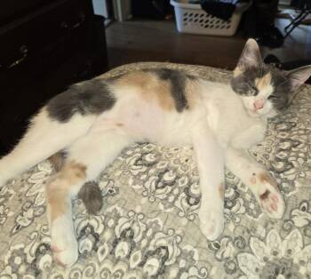 Shelley 7620 -  Domestic Short Hair Cat for Adoption in Dallas, Texas - Shelley 7620 | PetCurious