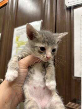 2026-09-063 -  Domestic Short Hair Cat for Adoption in Winder, Georgia - 2026-09-063 | PetCurious