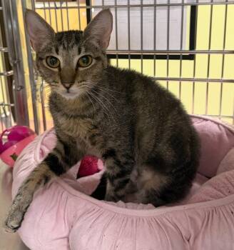 Klara -  Domestic Short Hair Cat for Adoption in Vancouver, Washington - Klara | PetCurious