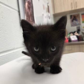Austin Powers -  Domestic Short Hair Cat Available for Adoption in Chattanooga, Tennessee - Austin Powers | PetCurious