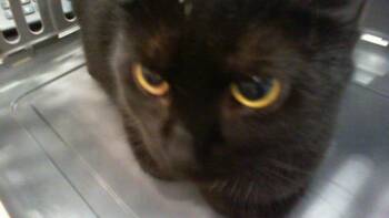 EBONY -  Domestic Short Hair Cat for Adoption in Charlotte, North Carolina - EBONY | PetCurious