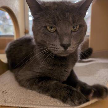 Domestic Short Hair Cats Available for Adoption in Worcester, Massachusetts - Aspen | PetCurious