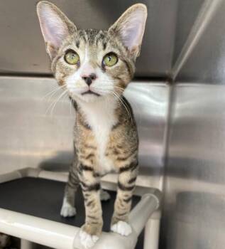 Bolt -  Domestic Short Hair Cat for Adoption in Roanoke, Virginia - Bolt | PetCurious