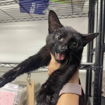 Eviction Notice -  Domestic Short Hair Cat for Adoption in Valdosta, Georgia - Eviction Notice | PetCurious