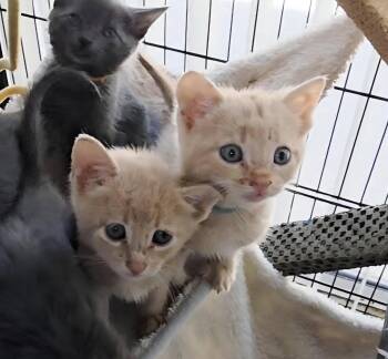 Tabby and Domestic Short Hair Cats Available for Adoption - Kole | PetCurious