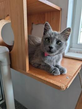 Matchbox -  Domestic Medium Hair Cat for Adoption in Angola, Indiana - Matchbox | PetCurious