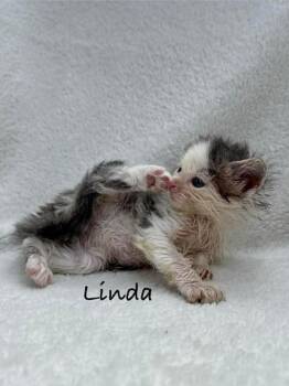 Linda -  Domestic Short Hair Cat for Adoption in Fayetteville, Arkansas - Linda | PetCurious