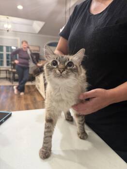 Balinese Cats Available for Adoption in Camden, South Carolina - Chow Mein (Available For Pre-adoption) | PetCurious