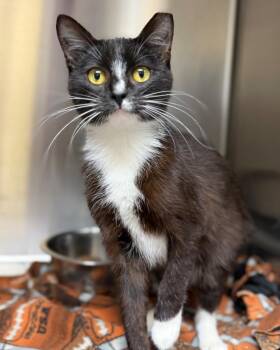 Homie -  Domestic Short Hair Cat for Adoption in Columbus, Nebraska - Homie | PetCurious