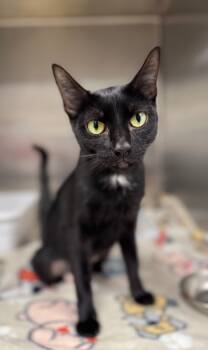 Rescue Domestic Short Hair Cats for Adoption in Carthage, Missouri - Millie | PetCurious