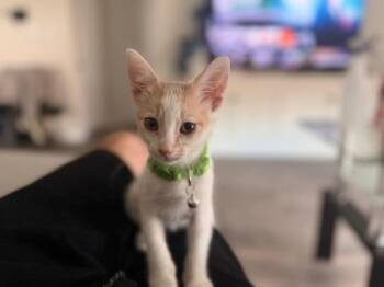 Tod -  Tabby Cat for Adoption in San Antonio, Texas - Tod | PetCurious