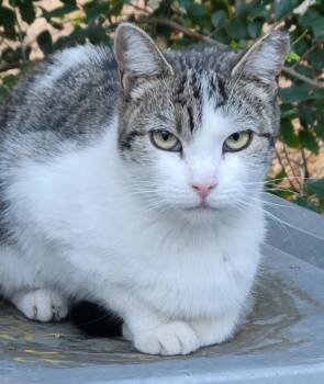 Rescue Domestic Short Hair Cats for Adoption in Ogden, Utah - Summer | PetCurious