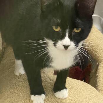 Tuxedo Cats Available for Adoption - Traveler | PetCurious