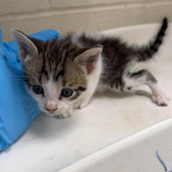 Domestic Short Hair Cats Available for Adoption in Bastrop, Texas - Tootsie 26-05-123 | PetCurious