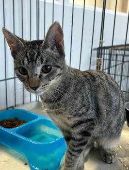 Siren -  Domestic Short Hair Cat for Adoption in Thousand Oaks, California - Siren | PetCurious