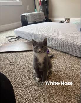 White Nose -  Domestic Short Hair Cat for Adoption in Clarksville, Tennessee - White Nose | PetCurious