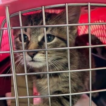 Cupcake-Chow Hound Northland -  Domestic Short Hair Cat for Adoption in Grand Rapids, Michigan - Cupcake-Chow Hound Northland | PetCurious