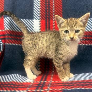 Rescue Domestic Short Hair Cats for Adoption in Jupiter, Florida - Saturday | PetCurious