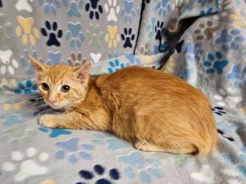 Helen -  Domestic Medium Hair Cat for Adoption in Wabash, Indiana - Helen | PetCurious