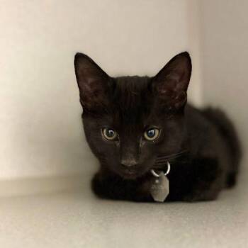 Domestic Short Hair Cats Available for Adoption in Aurora, Colorado - BOBO | PetCurious