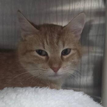 Domestic Short Hair Cats Available for Adoption in Bentonville, Arkansas - Marmalade | PetCurious