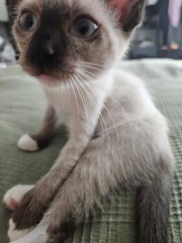 Princess Peach 4 -  Siamese Cat for Adoption in Austin, Texas - Princess Peach 4 | PetCurious