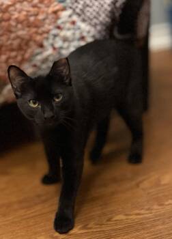 Milo -  American Shorthair Cat for Adoption in Bolivia, North Carolina - Milo | PetCurious