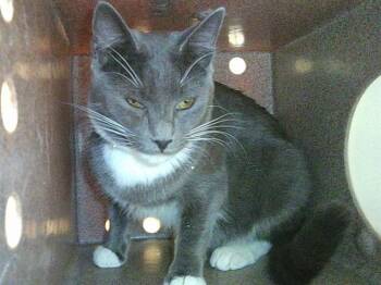 Domestic Short Hair Cats Available for Adoption in Pueblo, Colorado - JUNIPER | PetCurious