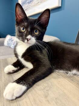 Gracie -  Domestic Short Hair Cat for Adoption in Hackensack, New Jersey - Gracie | PetCurious