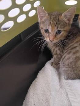 Chia Pet -  Domestic Short Hair Cat for Adoption in Atlanta, Georgia - Chia Pet | PetCurious