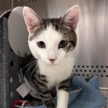 Reese -  Domestic Short Hair Cat for Adoption in Baltimore, Maryland - Reese | PetCurious
