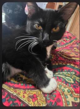 Velcro -  Domestic Short Hair Cat for Adoption in Auburn, Indiana - Velcro | PetCurious