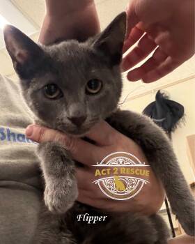Russian Blue and Domestic Short Hair Cats Available for Adoption in Riverside, California - Flipper | PetCurious