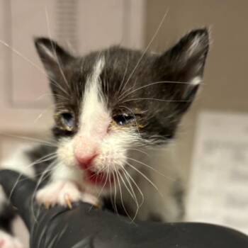 Steel -  Domestic Short Hair Cat for Adoption in Yuma, Arizona - Steel | PetCurious