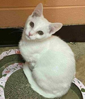 Rescue American Shorthair Cats for Adoption in Philippi, West Virginia - Vanilla | PetCurious