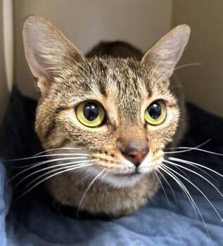 Domestic Short Hair Cats Available for Adoption in Brewster, Massachusetts - TANIA | PetCurious