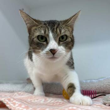 Domestic Short Hair Cats Available for Adoption in Beaumont, Texas - Adelaide | PetCurious