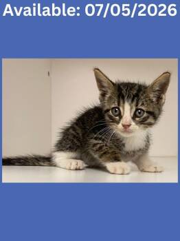 Cat Condo #20 -  Domestic Short Hair and Mixed Breed Cat for Adoption in Greenville, Texas - Cat Condo #20 | PetCurious