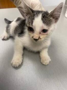 MINI -  Domestic Short Hair Cat for Adoption in St. Cloud, Florida - MINI | PetCurious